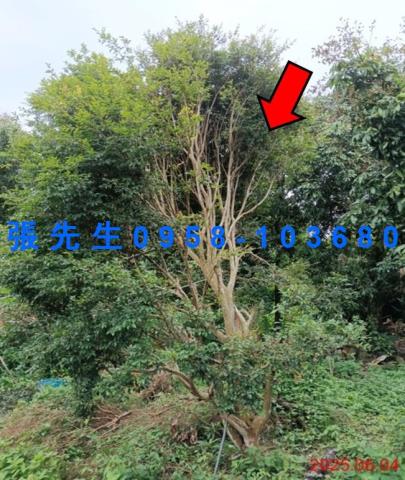 嘉義竹崎拍賣法拍屋-6