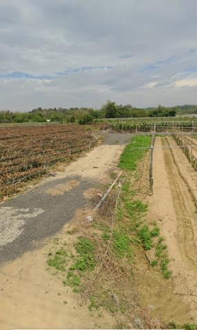 嘉義中埔農地法拍-5