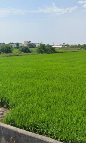 新港農地法拍-11