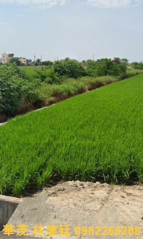 新港農地法拍-3