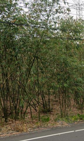 梅山法拍農地-9